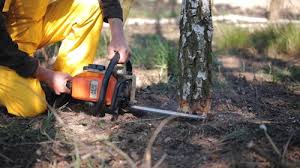 Best Firewood Processing and Delivery  in Woodlawn Beach, FL