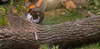 Reliable Woodlawn Beach, FL Tree Services Solutions