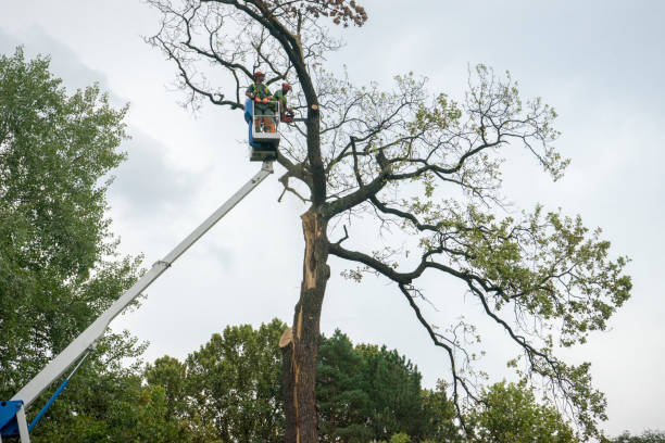 Best Hedge Trimming  in Woodlawn Beach, FL