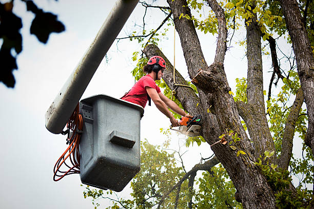 How Our Tree Care Process Works  in  Woodlawn Beach, FL
